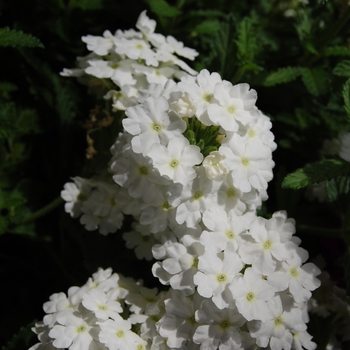 Verbena Empress White