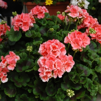 Pelargonium x hortorum 'Survivor Light Salmon' 