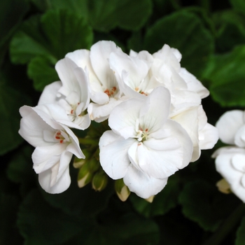 Pelargonium x hortorum 'Survivor White' 