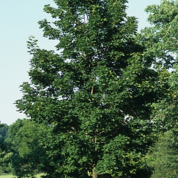 Acer platanoides 'Emerald Queen'