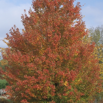 Acer rubrum 'Franksred' 