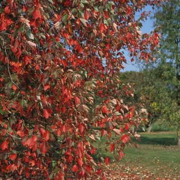 Acer rubrum 'Red Sunset®' (038739)