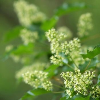 Acer tataricum ssp. ginnala 