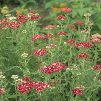 Achillea millefolium 'Paprika'