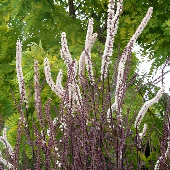 Actaea simplex 'Black Negligee'