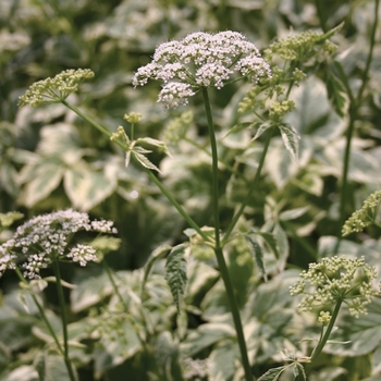 Aegopodium podagraria 'Variegatum'