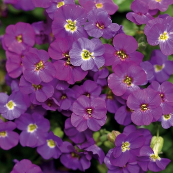 Aubrieta Madly™ Blue Violet