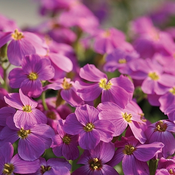 Aubrieta Madly™ Magenta