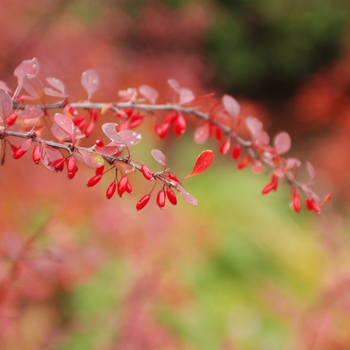 Berberis thunbergii 'Rose Glow'