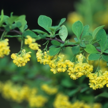 Berberis thunbergii 'Emerald Carousel®'