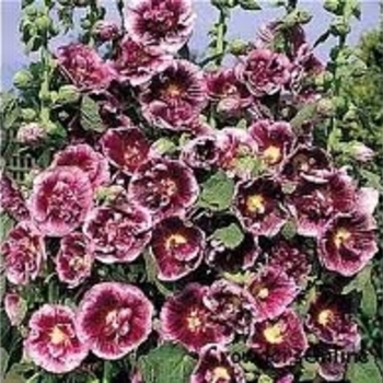 Alcea rosea 'Creme de Cassis' 