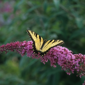 Buddleia 'Pink Delight' 