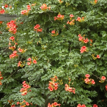 Campsis radicans