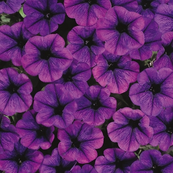 Petunia 'Violet' PP21,118; PBR 3148