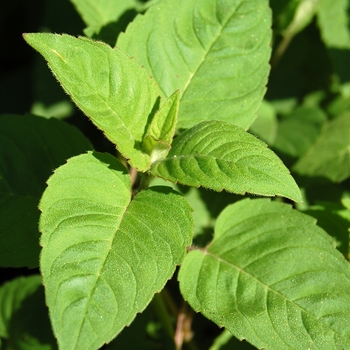 Monarda didyma