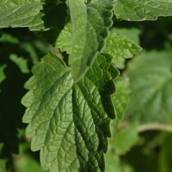 Nepeta cataria