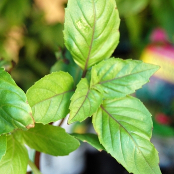 Ocimum basilicum 'Cinnamon' 