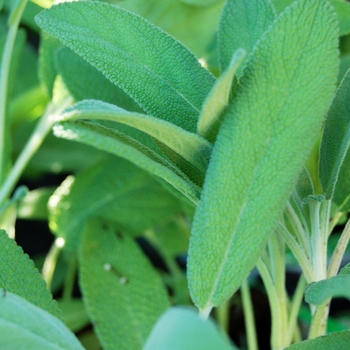 Salvia officinalis 'Multiple Varieties'