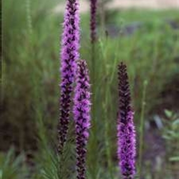 Liatris pycnostachya