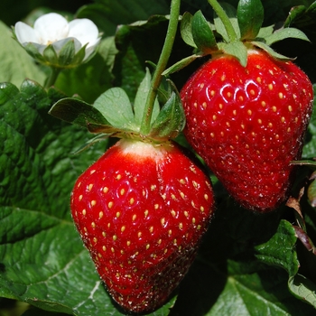 Fragaria x ananassa