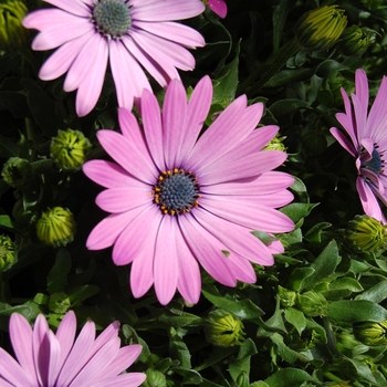 Osteospermum 'Hot Pink' 