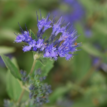 Caryopteris x clandonensis 'Dark Knight' 