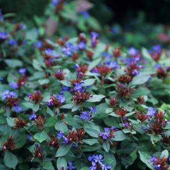 Ceratostigma plumbaginoides