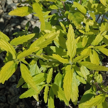 Caryopteris x clandonensis 'Lil Miss Sunshine®'