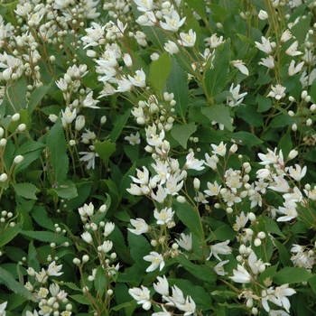 Deutzia gracilis 'Nikko'