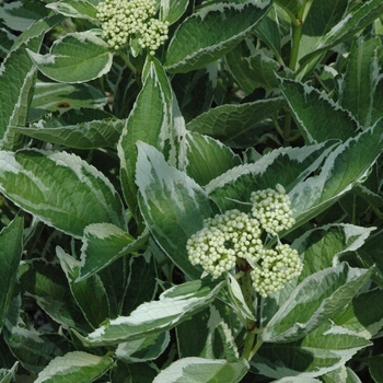 Hydrangea macrophylla 'Light-O-Day®'