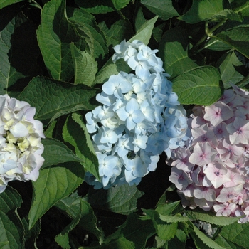 Hydrangea macrophylla 'Mini Penny™' 15744