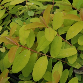 Hypericum calycinum 'Brigadoon' 