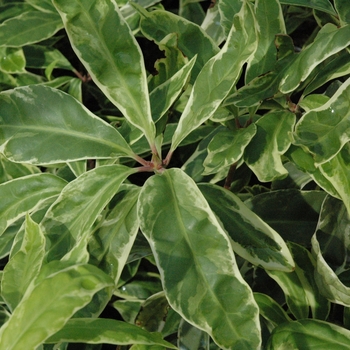 Illicium floridanum 'Southern Star' 