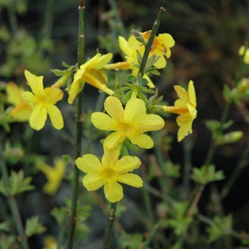 Jasminum nudiflorum 