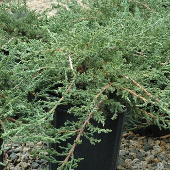 Juniperus chinensis 'Sargentii' 