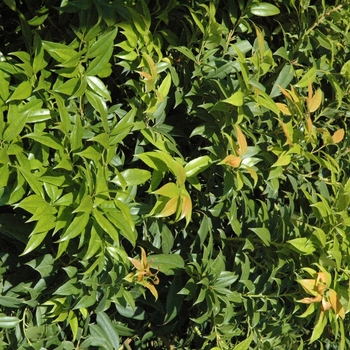 Leucothoe populifolia