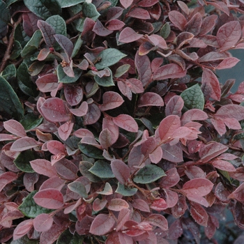 Loropetalum chinense 'Plum Delight' 