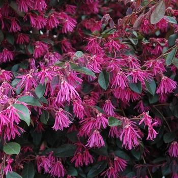 Loropetalum chinense f. rubrum 'Zhuzhou Fuchsia' 