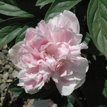 Paeonia lactiflora 'Lady Orchid' 