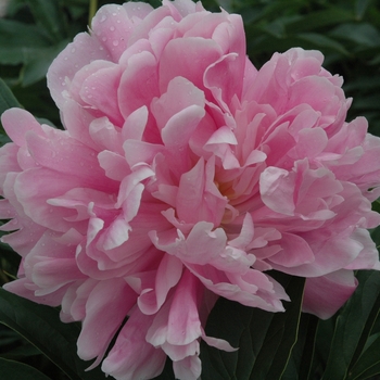 Paeonia lactiflora 'Mons. Jules Elie'