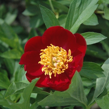 Paeonia 'Scarlet O'Hara' 