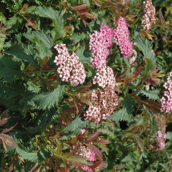 Spiraea x bumalda 'Dolchica' 