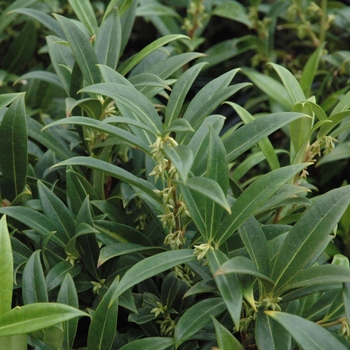 Sarcococca hookeriana var humilis 