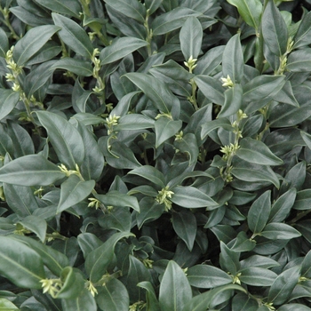 Sarcococca hookeriana var humilis