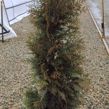 Thuja plicata 'Steeplechase'