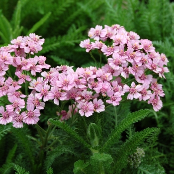 Achillea millefolium Flowerburst™ 'Lilac Shades'