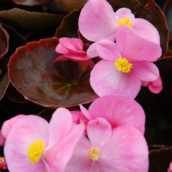 Begonia semperflorens