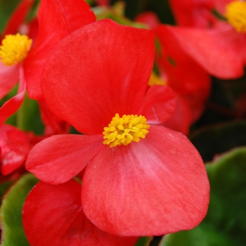 Begonia semperflorens Monza™ Salmon Orange