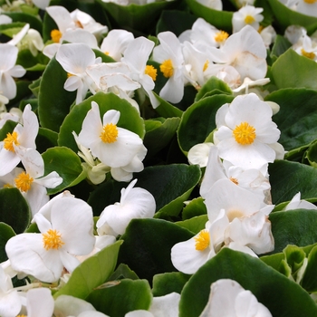 Begonia semperflorens