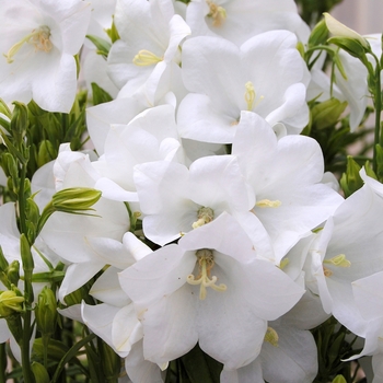 Campanula persicifolia 'Takion White' 